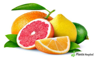 Citrus and Depression: How Oranges Boost Your Mood