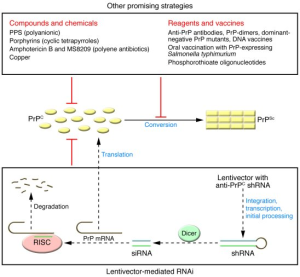 Prion Disease Treatment: Breakthrough Gene Editing Therapy