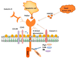 TIM-3 and Alzheimer’s Research: A Potential Breakthrough