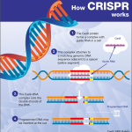 CRISPR Gene Editing: Examining Ethics and Healthcare Equity