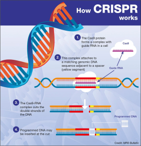 CRISPR Gene Editing: Examining Ethics and Healthcare Equity